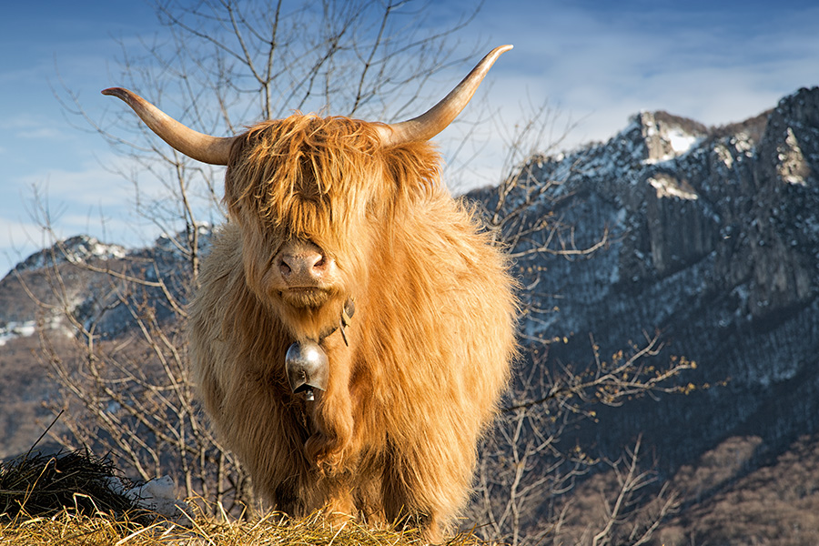 Highland Cattle
