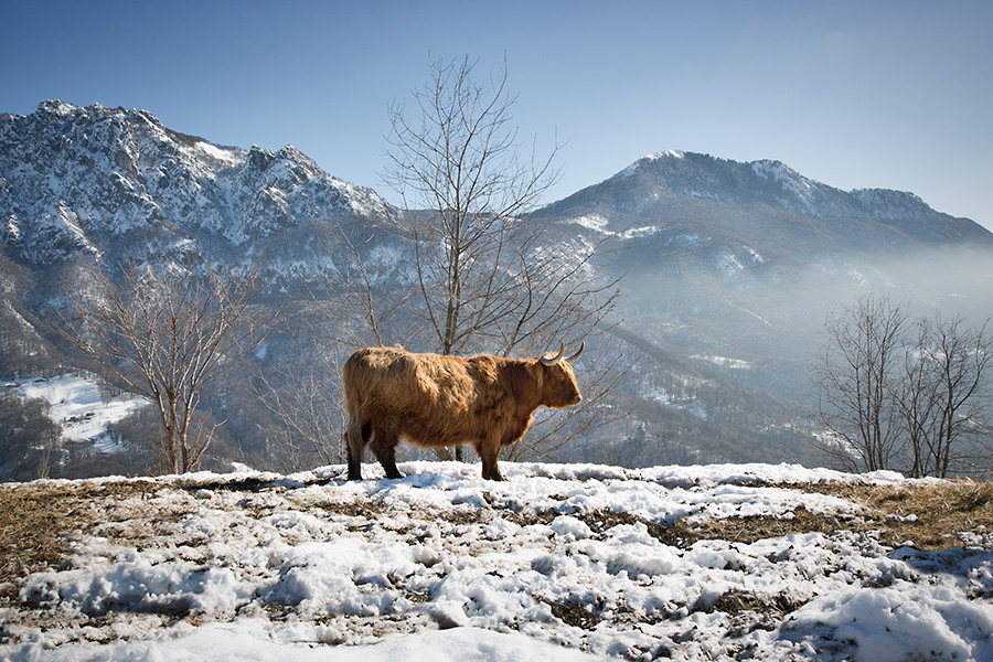 Highland Cattle