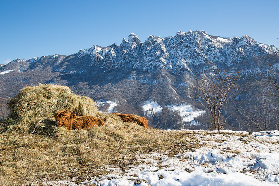 Highland Cattle