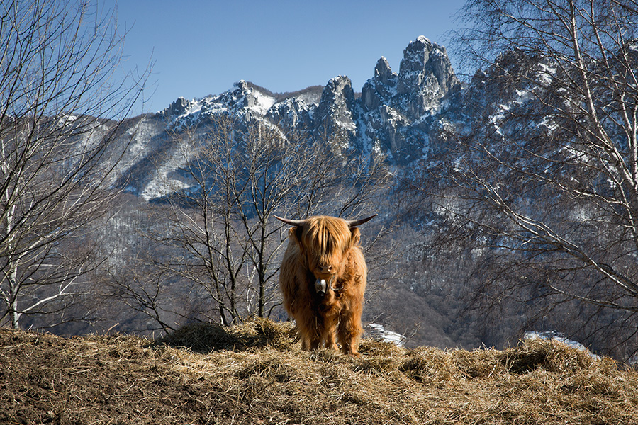 Highland Cattle