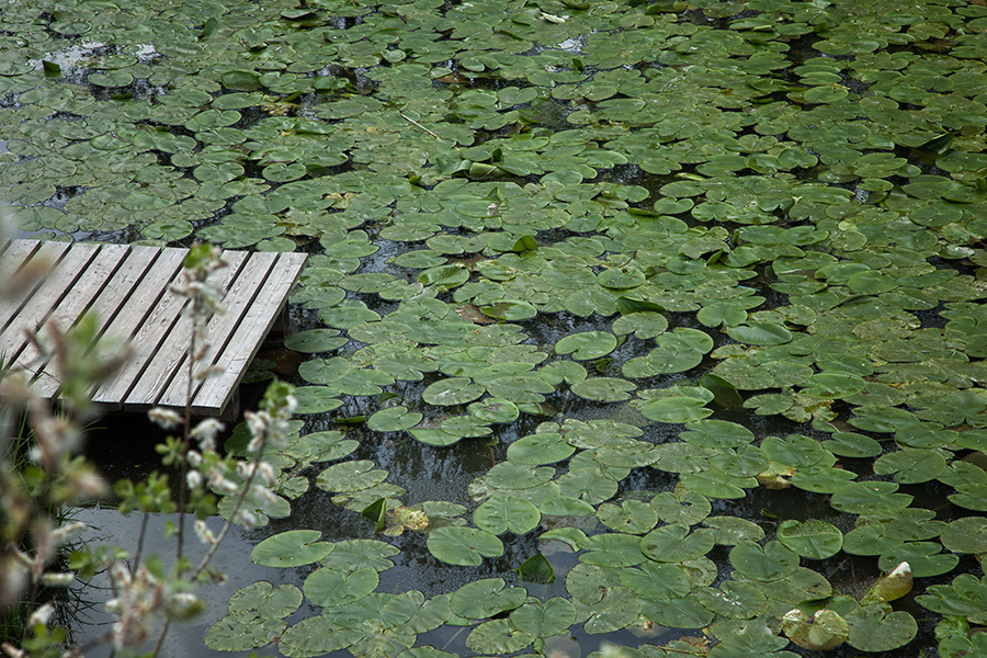 Lotus Water Lily