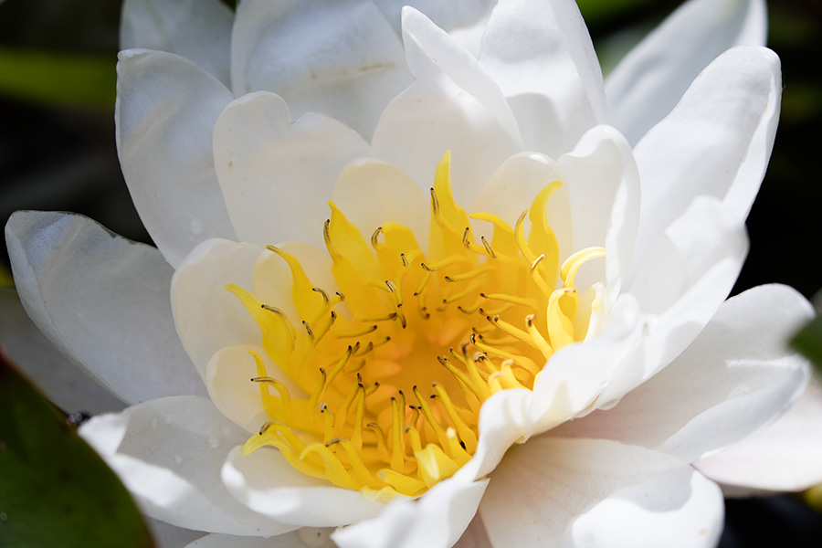 Lotus Water Lily